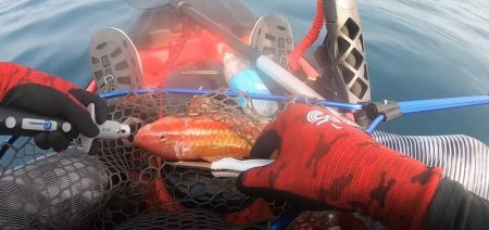 カヤックコラボｗオジサンにホウボウｗガラカブの根魚